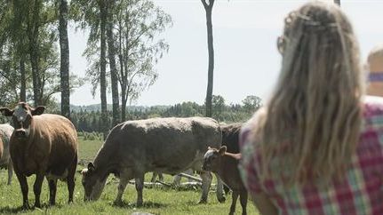 Hälsingestintans etiska koncept på export