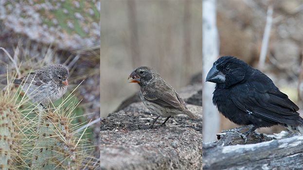 Small Ground Finch to the left. The other two birds to the right are Large Ground Finches. Photo: Erik Enbody