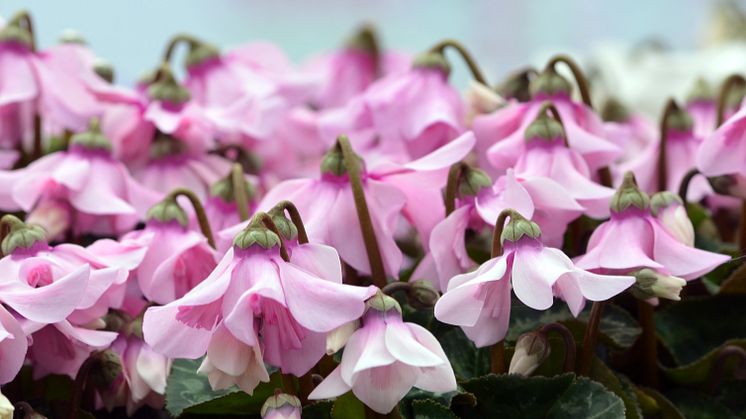 Cyclamen Petticoat