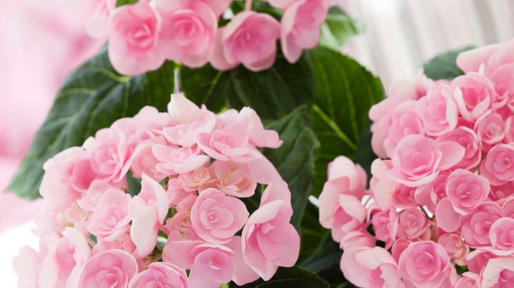 Ljuvlig hortensia