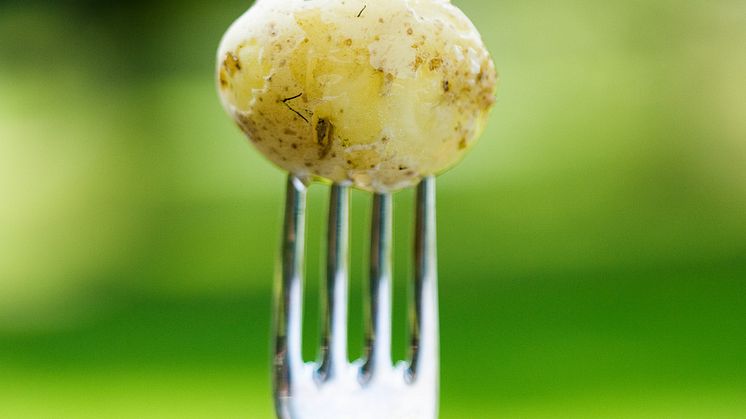 Årets Studentkock - tema Potatis