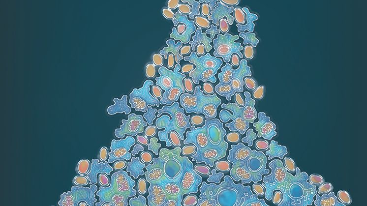 The evolution of complex cells