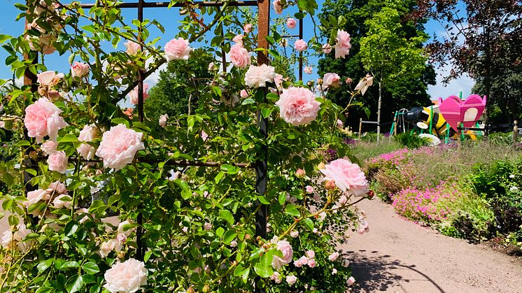 Kalmar Rosenträdgård3_Foto_DestinationKalmar