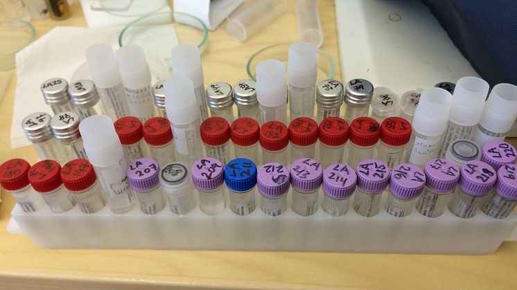 Provör med puckelflugor för DNA-sekvensering
