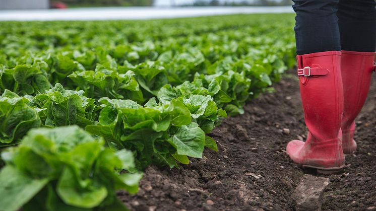 Romansallat är en god sallad som kan ätas rå men med fördel hettas upp på tex grillen