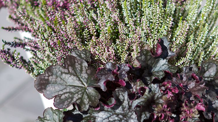 Höstkruka för balkongen - rödbladig alunrot och perenn ljung