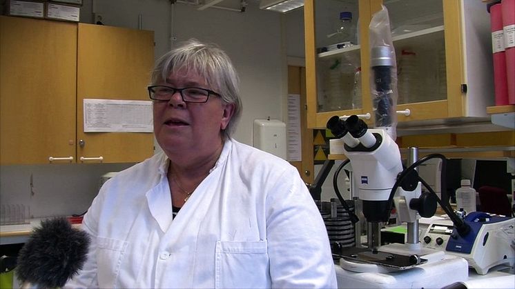 Legionella ökar på grund av felaktiga installationer