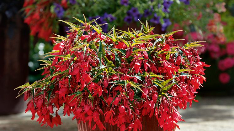 Begonia boliviensis Summerwings Boliviabegonia 