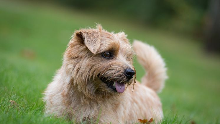 Norfolkterrier på gräsmatta