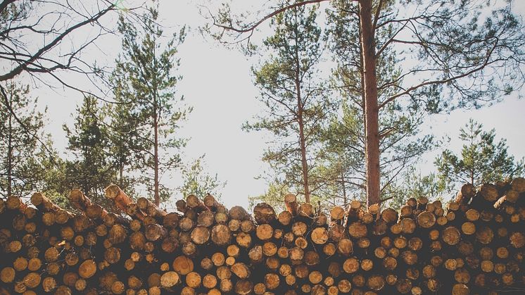 Bild: Unsplash