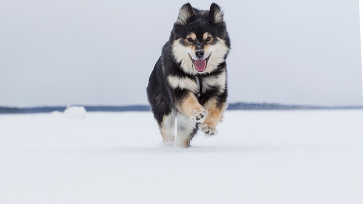 Hund_Musti_Påske