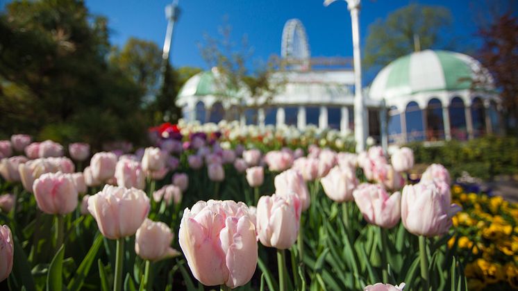 Svaret på FHM:s gästbegränsningar: Liseberg öppnar promenadpark