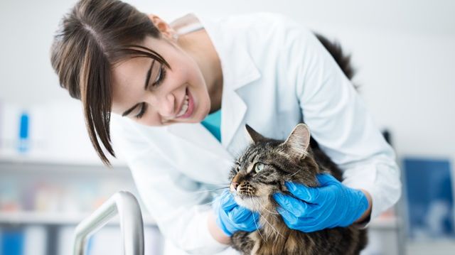 Die Katzen-OP-Versicherung der Barmenia - weil auch ihre Gesundheit zählt