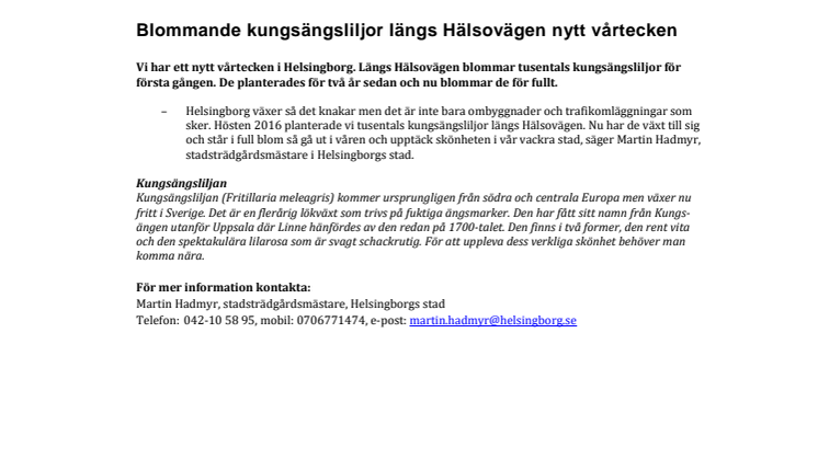 Blommande kungsängsliljor längs Hälsovägen nytt vårtecken