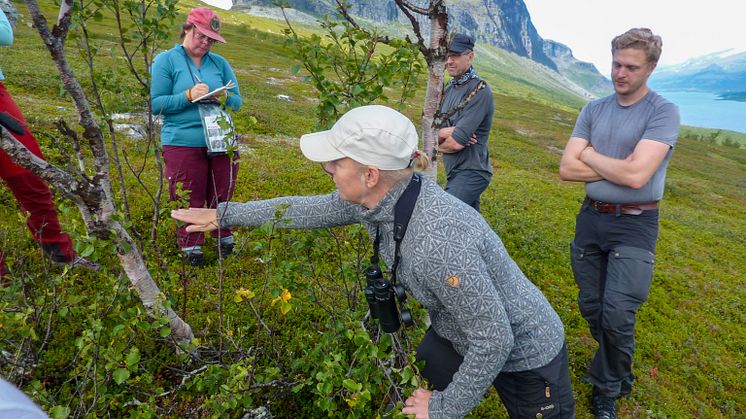 Fjällbjörk