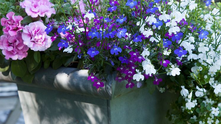 Recept på en lyckad plantering juli