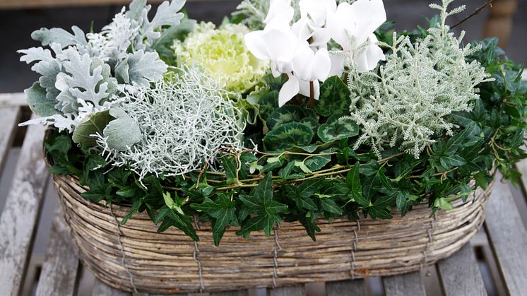 En vacker höstplantering med drottning Cyklamen! Foto: Blomsterfrämjandet