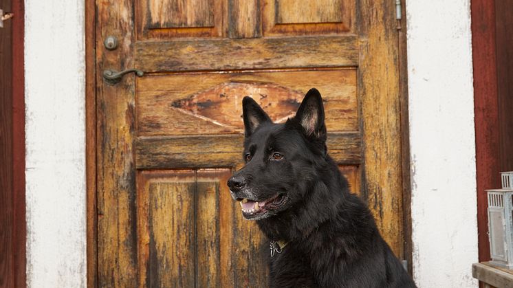 Årets Bragdhund 2024 Spårmarkens Otiz Fotograf Tord Saxin -6.jpg