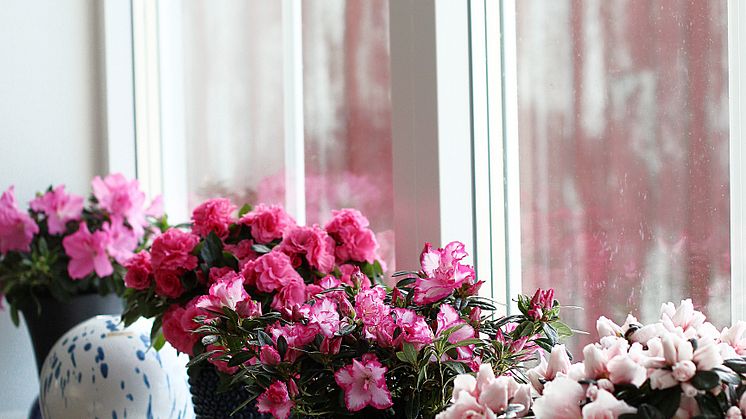 Azaleor skänker glädje med sin blomning under många veckor. Foto: Anna Ramstedt