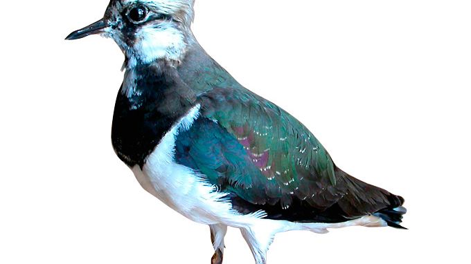 När kommer vårens fåglar? – Naturhistoriska riksmuseet har listan