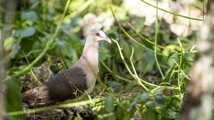 EXPERT COMMENT: We’ve saved pink pigeons from extinction – now let’s be kinder to their grey cousins