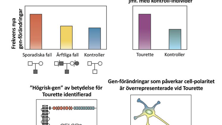 Genförändringar vid Tourettes syndrom