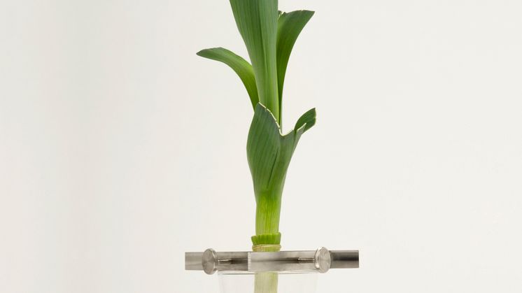 Regrow – design Madeleine Nelson