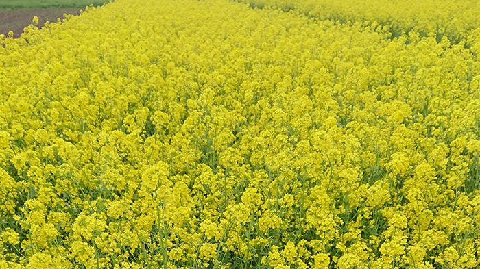 Blommande rybs. Foto: Christer Persson, Jerrestad Agro AB