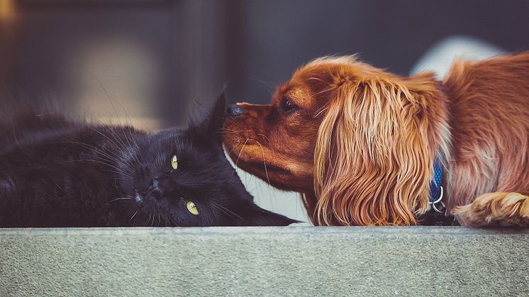 Streiten wie Katzen und Hunde? Nein, anscheinend sind deutsche Nachbarn untereinander friedlicher als gedacht.
