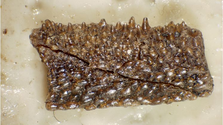 424 million year old fossil 