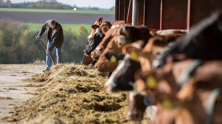 Arla Foods ja DSM aloittavat mittavan pilottihankkeen lehmien metaanipäästöjen vähentämiseksi 30 prosentilla