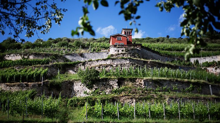 Vinområdet Saale Unstrut: Freyburg Schweigenberg med toskanaslot
