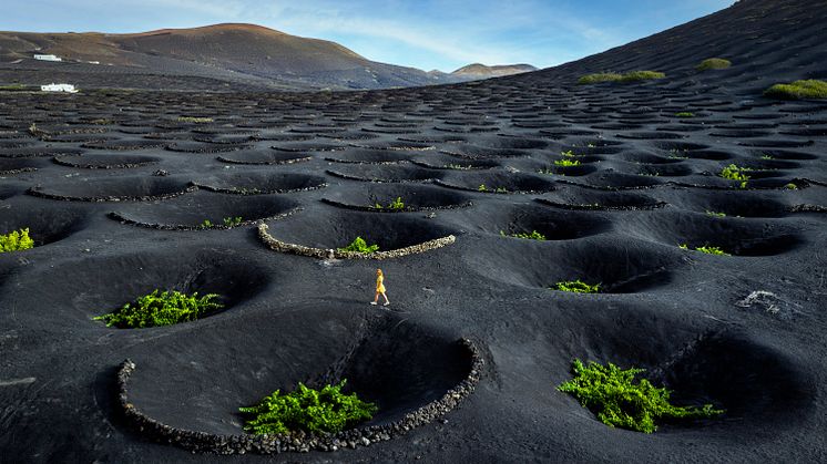 Vindyrking i la Geria på Lanzarote, unikt i verden. Fordypningene er bygget inn i lag av vulkansk aske og fremmer vinproduksjonen i regionen ved å beskytte vinstokkene mot vinden.