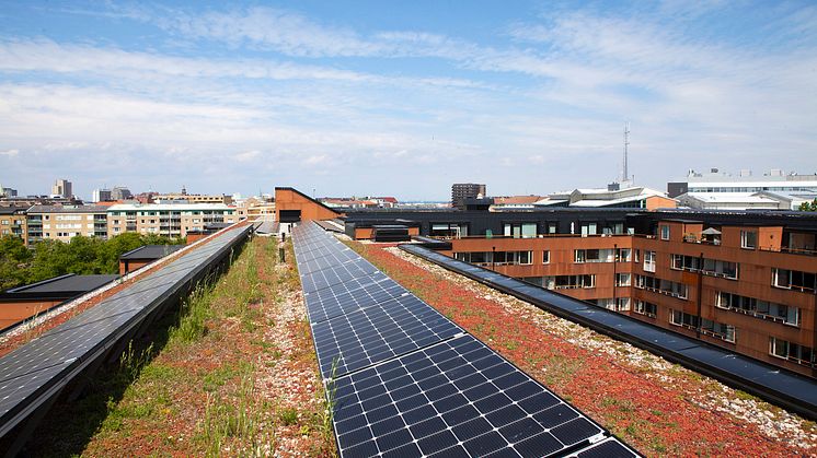  MKB Fastighets AB har kombinerat biotoptak med solceller – det första i sitt slag i Sverige i den storleken. Foto: Gugge Zelander