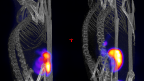 PET/CT-bild av möss med tumörupptag av Fluor-18.png