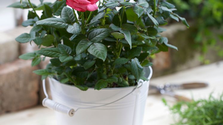 Småblommig ros i kruka.  Rosa Miniatyrros-Gruppen 