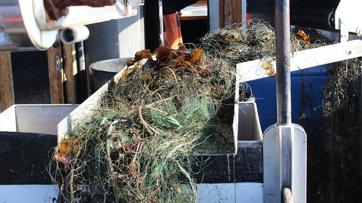 Det finns mängder av förlorade fiskeredskap i vatten, som orsakar problem både för djurlivet och för fisket. Genom att ta upp skräpet minskas det lidande som det innebär för fiskar, däggdjur och fåglar att fastna i redskapen. Foto: Ulf Stahre