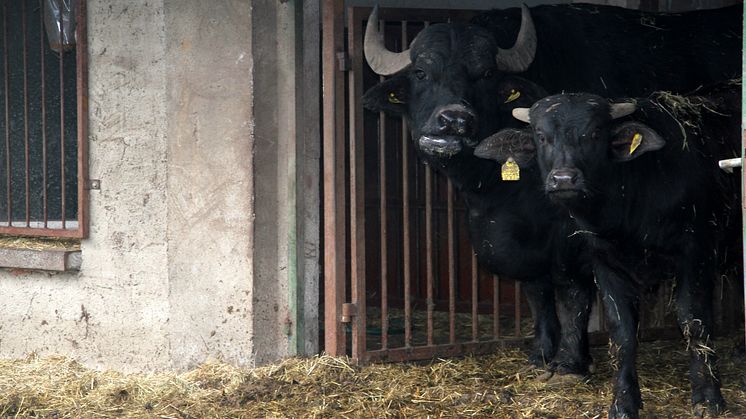 Weihnachten im Stall auf dem Klostergut Mößlitz: Bärenherz erhält beeindruckende Spende