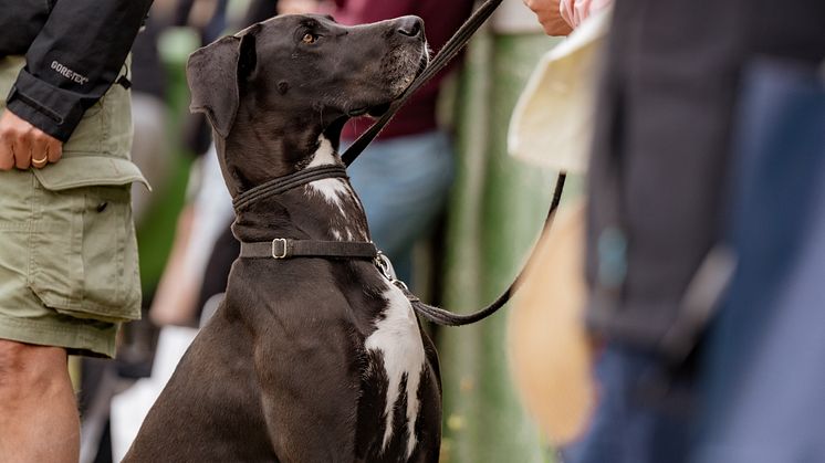 Hund Falsterbo Horse Show