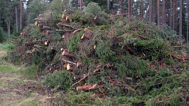 Mark och vatten försuras mindre än befarat av grot-uttag i skogen