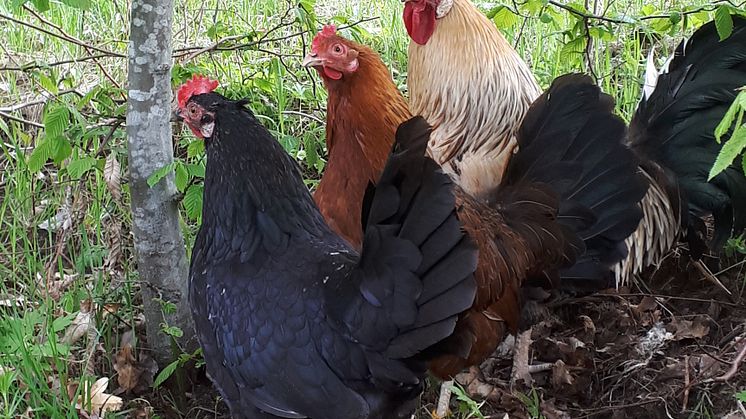 Sverige har åtagit sig att bevara ett antal svenska husdjursraser av nötkreatur, gris, får, get, kanin, gås, anka, höns och bin. Åsbohöns är en populär lantras.  Foto: Jonas Fjertorp.