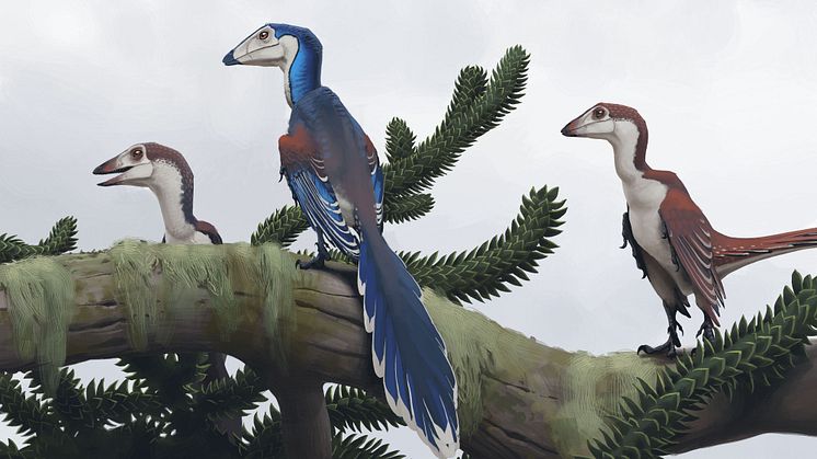 Fossil och evolution - archaeopteryx