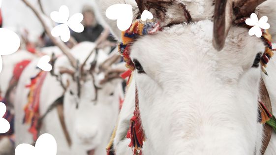 Åter dags för Jokkmokksdagarna i Huddinge Centrum!