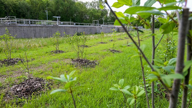 Veolia_Biodiversität Kläranlage Bad Münder_Heckenanpflanzung_Foto H. Rebsch