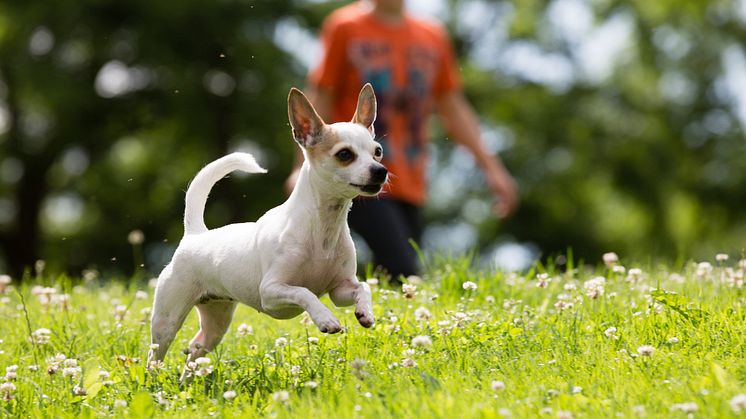 Barn leker med chihuahua
