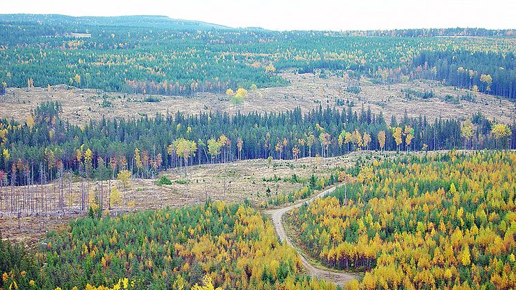 Forskare vid SLU har utarbetat en metod för strategisk planering av skogsmark för att effektivisera naturvård och produktion, i kombination med nya ekonomiska och juridska styrmedel. Foto: Johnny de Jong