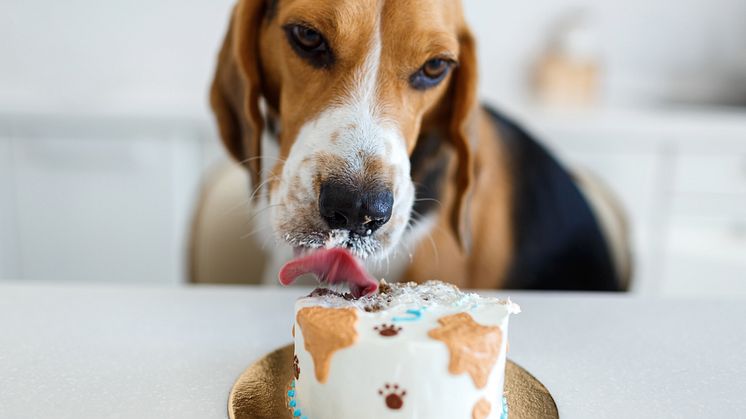 Hundebursdag