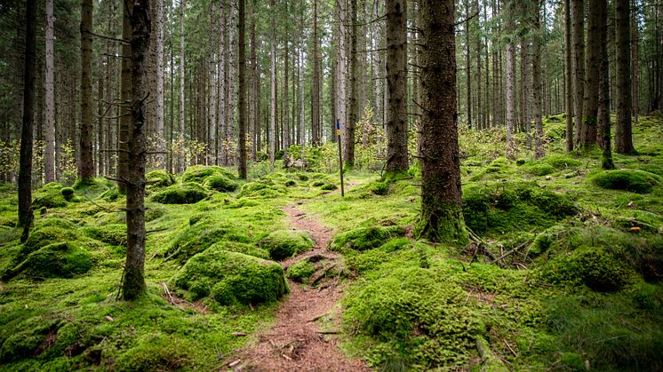 Vandrigsstig Östdanmark