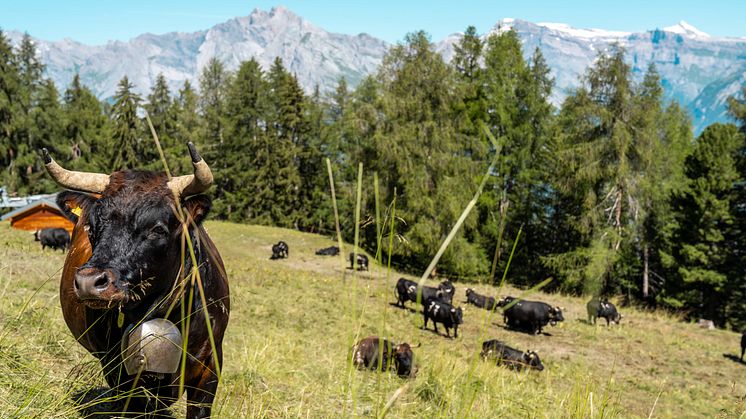 Nendaz-Ehringer Kuhherde ©Schweiz Tourismus / Andre Meier