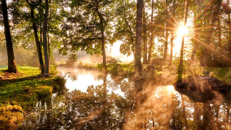 Burg (Spreewald)_Spreewald_Reflexionen_von_Bäumen_und_Sonne_in_der_Spree_bei_leichtem_Nebel